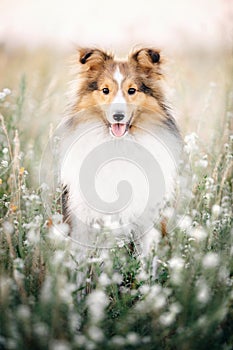 Shetland Sheepdog. Sheltie Dog. Pet photo. Dog outdoor