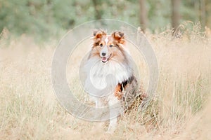 Shetland Sheepdog. Sheltie Dog. Pet photo. Dog outdoor