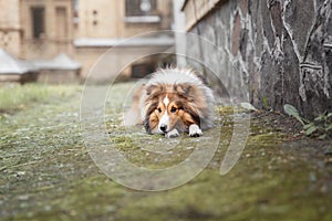 Shetland Sheepdog. Sheltie Dog. Pet photo. Dog outdoor