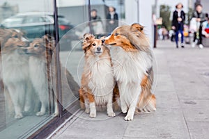 Shetland Sheepdog. Sheltie Dog. Pet photo. Dog outdoor