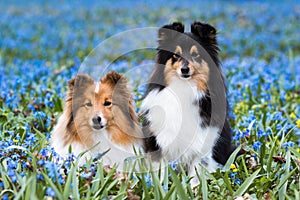 shetland sheepdog, sheltie lies outdoors on a field of blooming blue scilla snowdrops