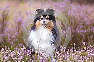 shetland sheepdog, sheltie portrait in the forest with background of pink purple blooming heather