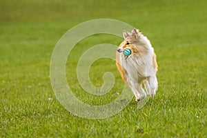 Shetland Sheepdog Sheltie running with the ball in mouth. Pet game on a green grass.