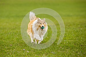 Shetland Sheepdog Sheltie running with the ball in mouth. Pet game on a green grass.
