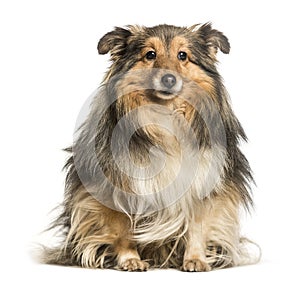 Shetland Sheepdog, Sheltie, sitting against white background