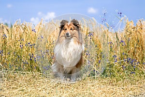 shetland sheepdog, sheltie sitting outdoors on a field of cornflowers and ripened yellow wheat