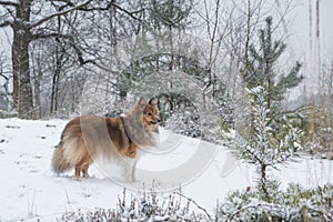 Shetland sheepdog or sheltie standing seen from the side in a snow forest