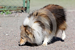 Shetland sheepdog, Sheltie on walk