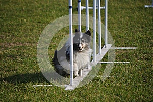 Shetland Sheepdog Sheltie weave poles agility