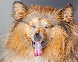 Shetland sheepdog shows his tongue