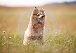 Shetland sheepdog sits on a field