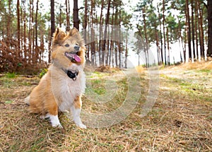 Shetland sheepdog sits in a forest