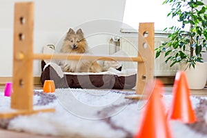 Shetland sheepdog sits in front of a obstracle course at home