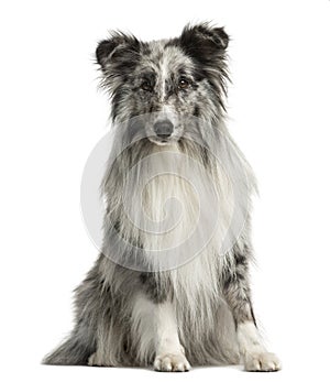 Shetland Sheepdog sitting