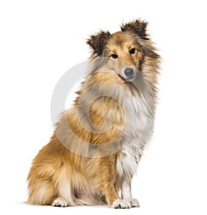 Shetland Sheepdog sitting against white background