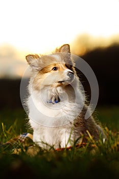 Shetland Sheepdog sitting against white background