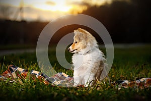 Shetland Sheepdog sitting against white background