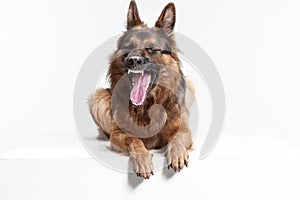 Shetland Sheepdog sitting in front of a white background