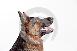 Shetland Sheepdog sitting in front of a white background