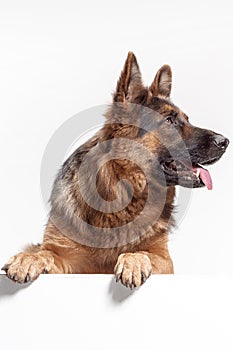 Shetland Sheepdog sitting in front of a white background