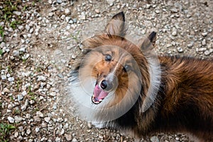 Shetland sheepdog smiling at camera