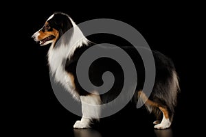 Shetland Sheepdog Standing on Isolated black background