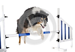 Shetland Sheepdog in studio