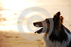 Shetland Sheepdog sunset