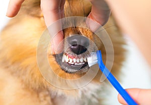 Shetland Sheepdog on a toothbrush