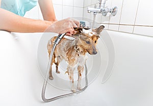 Shetland sheepdog under shower