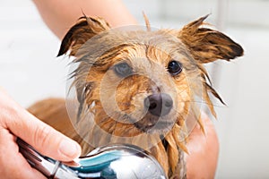 Shetland sheepdog under shower