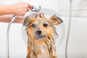 Shetland sheepdog under shower