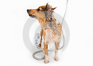 Shetland sheepdog under shower