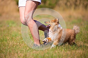 Shetland sheepdog walks by a human