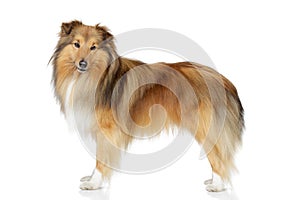 Shetland sheepdog on a white background