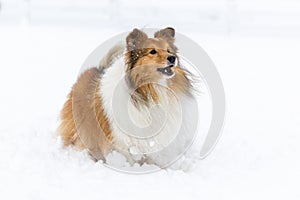 shetland sheepdog winter portrait