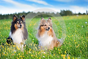 Shetland sheepdogs in the meadow