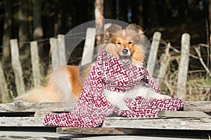 shetland sheepdogs, sheltie lies outside wearing patriotic national scarf with Latvian ornament