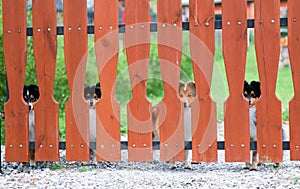 Shetland sheepdogs shelties looks over the wooden fence