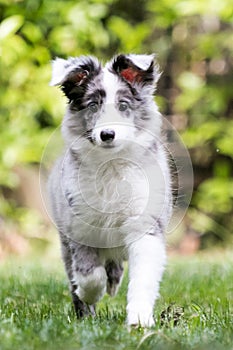 Shetland Shepard dog in a forest - Puppy dog