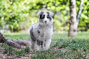 Shetland Shepard dog in a forest - Puppy dog