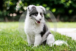 Shetland Shepard dog in a forest - Puppy dog