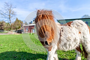 Shetlandpony on a green meadow