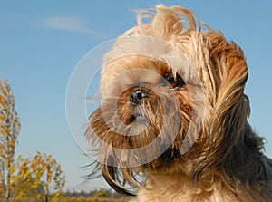 Shi tzu photo