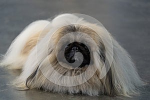 Shi tzu dog beauty salon