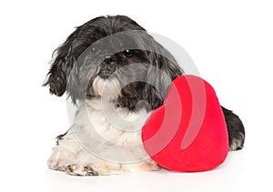 Shi-tzu dog with red Valentine heart photo