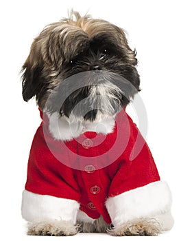 Shi Tzu puppy in Santa outfit, 3 months old photo