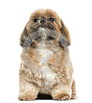 Shi tzu sitting, isolated