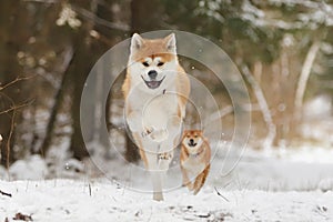 Shiba and the Akita flies.