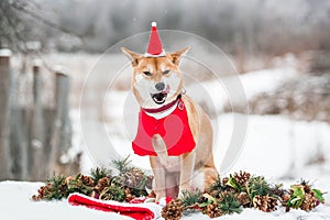 Shiba dressed up as Santa Claus.A dog in a Santa outfit.